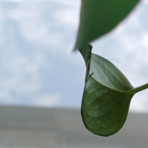 Mirror stainless steel honeycomb panel Panel de nido de abeja de acero inoxidable espejo